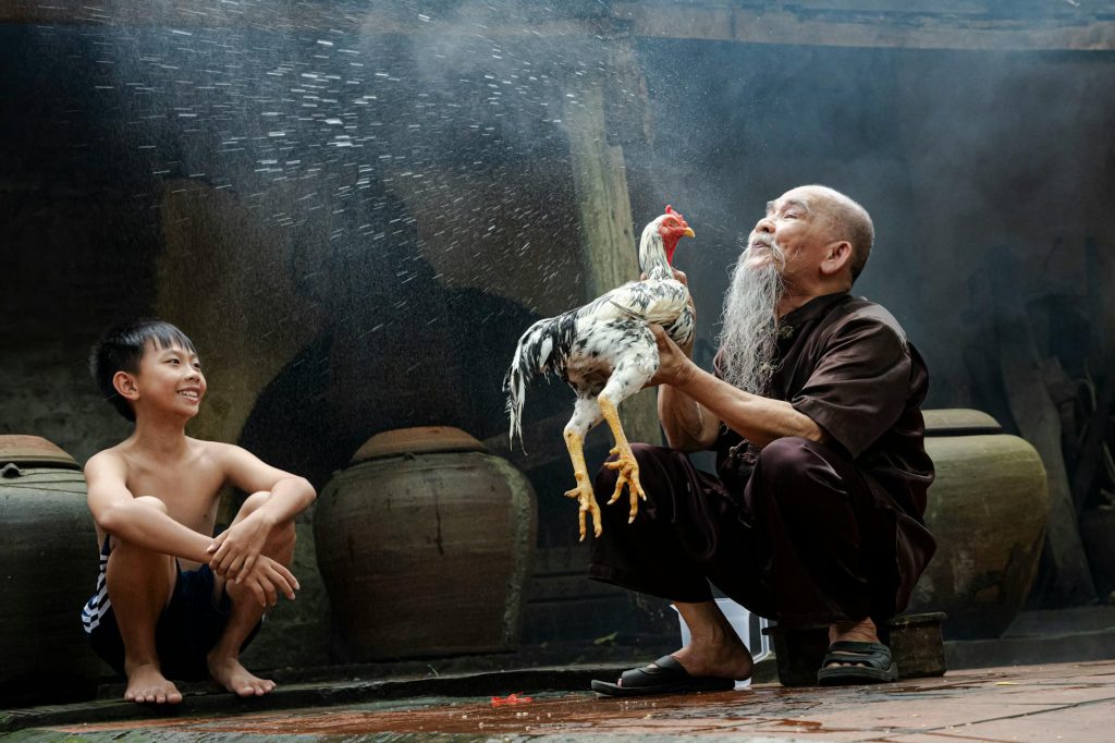 Người xem quan sát kỹ trận đá gà trước khi đưa ra quyết định cược